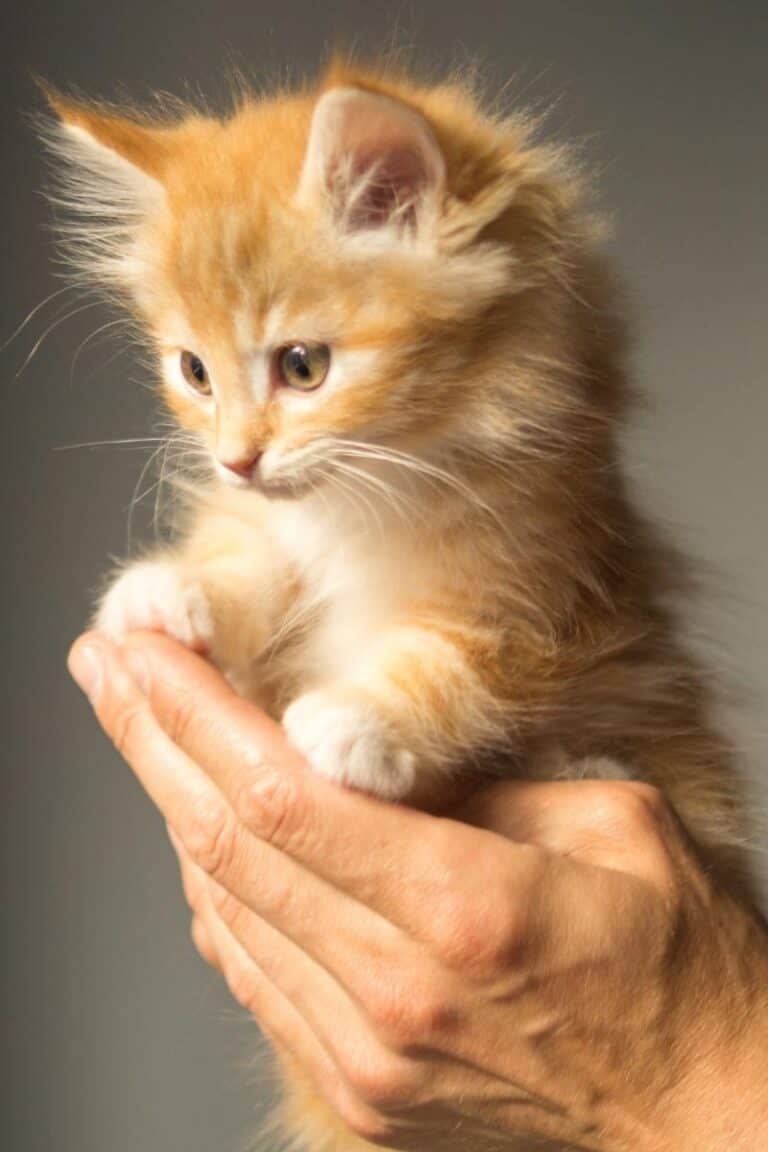 15 FUN Facts About Kittens That Will Amaze You!