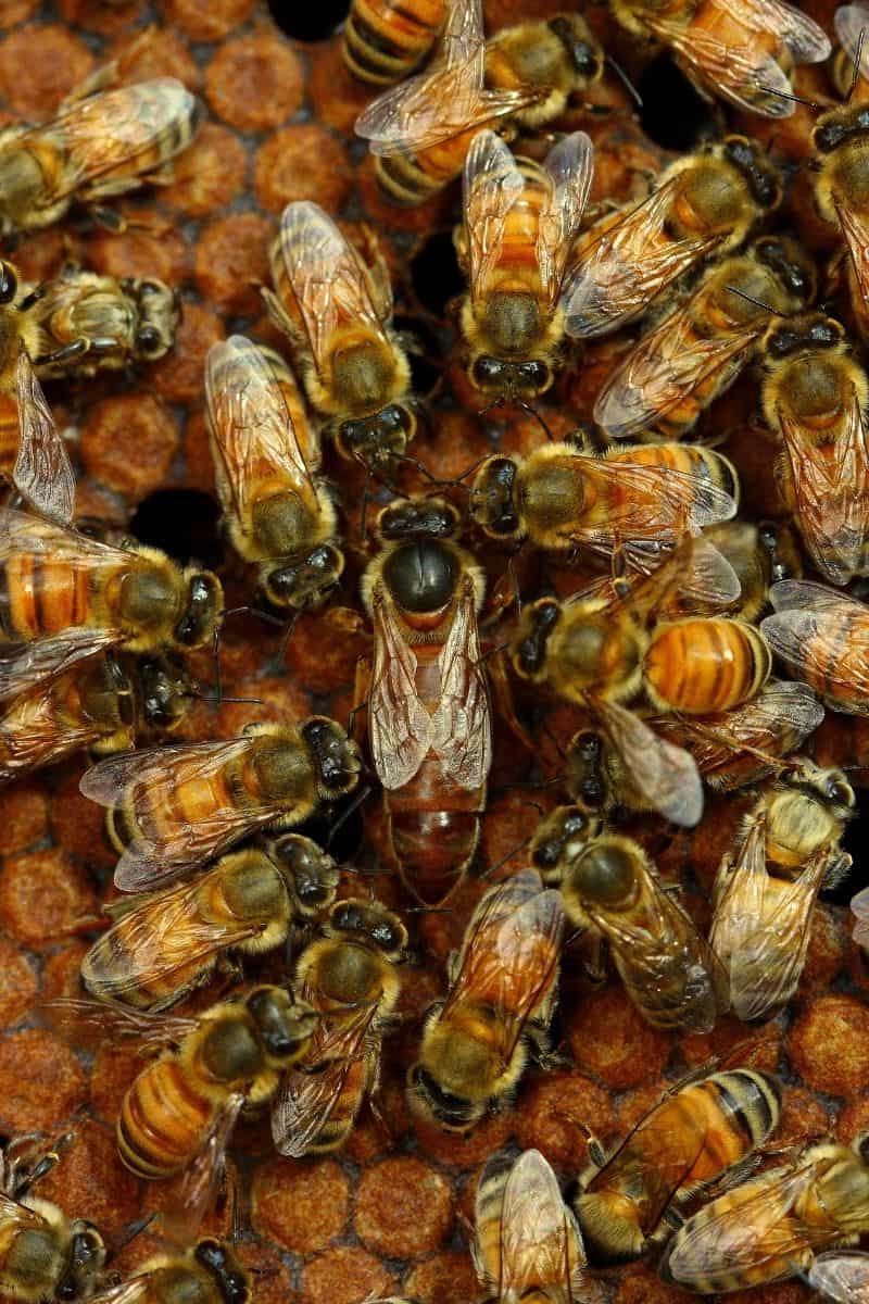 What Are 5 Interesting Facts About Queen Bees