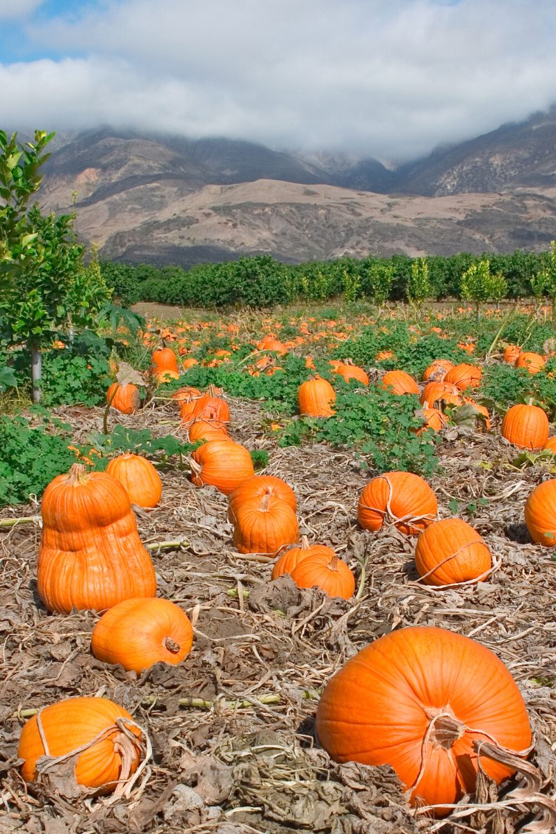 19 FUN Facts About Pumpkins That Will Amaze You!